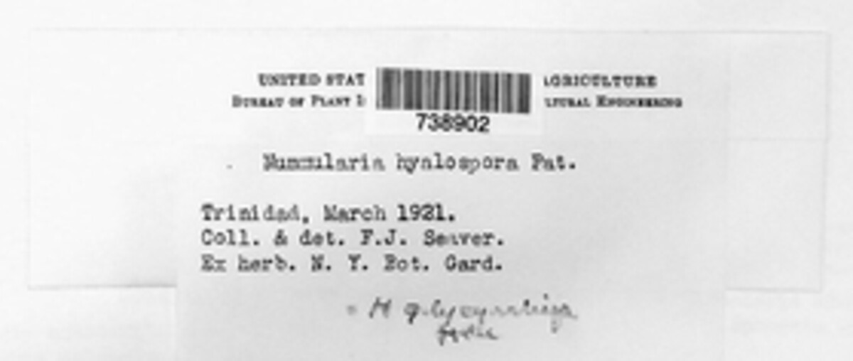 Camillea hyalospora image